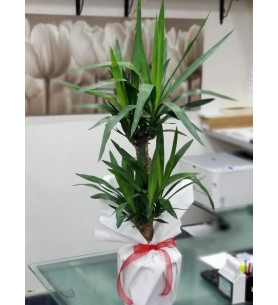 2’li Yuca Saksı Çiçeği