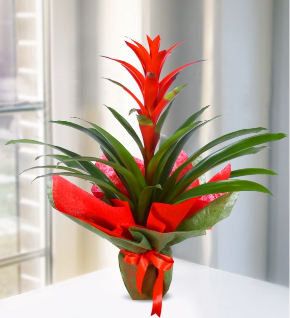 Guzmania Saksı Çiçeği